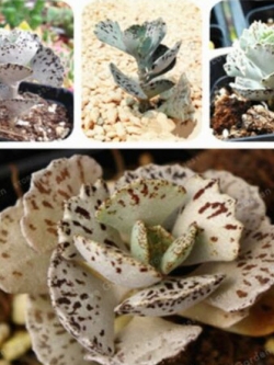 เมล็ดพันธุ์ กุหลาบหิน Kalanchoe Marmorata / 100 เม็ด (China)