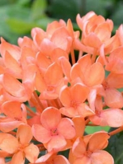 บานบุรีม่วง สีกุหลาบ (Allamanda Violacea) / 50 เม็ด (นอก)