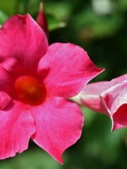 บานบุรีชมพูเข้ม ต้นเตี้ย / 50 เม็ด