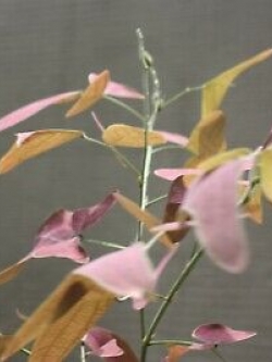 ปีกแมลงปอแดง (Christia Vespertilionis) / 5 เม็ด (France) ** Pre-order**