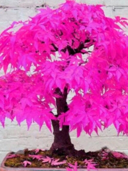 เมเปิ้ลญี่ปุ่น (Japanese Maple) สีชมพู / 30 เม็ด (แบบ 1)