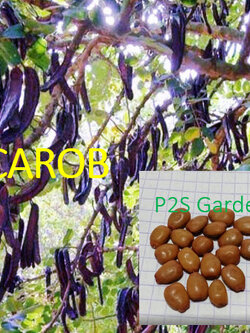 คารอป Carob พืชใช้แทนช็อคโกแลต โกโก้ ไม่มีคาเฟอีน / 20 เม็ด (Algeria)