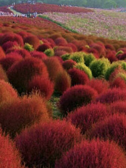 หญ้ากอเชีย (Kochia Scoparia) / 1,000 เม็ด (Germany)