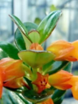 ปลาทอง (Goldfish plant) / 25 เม็ด (นอก)