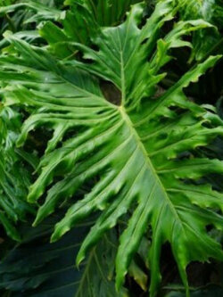 ฟีโลเดนดรอน ใบแฉก (Philodendron Bipinnatifidum) / 15 เม็ด (Spain)