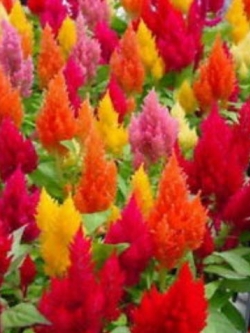 สร้อยไก่ (Plumed Celosia) พันธุ์เตี้ย คละสี / 800 เม็ด (Serbia)