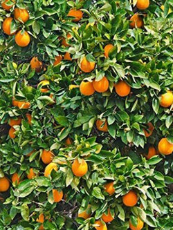 ต้นส้มนาเวล เนเวล (Navel orange) ส้มสะดือ สูง 35-50 ซ.ม. / ต้น