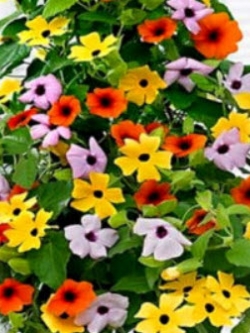 แววตา (Black Eyed Susan - Sunrise) คละ / 35 เม็ด (UK)