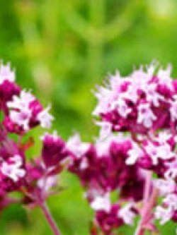 ออริกาโน (Oregano / Origanum vulgare) ม่วง / 2,000 เม็ด (UK)