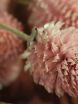 บานไม่รู้โรย สีแซลมอน / 25 เม็ด (Australia)