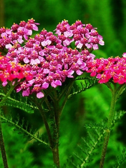 อชิเลีย (Achillea) สีชมพู / ซอง 50 เม็ด (A192)