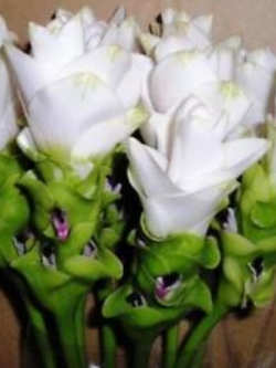 หัวปทุมมาหรือกระเจียว สโนว์ไวท์ (Snowwhite) / หัว (นอก)