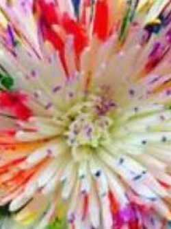 เบญจมาศสีน้ำ (Watercolor Chrysanthemum) / 100 เม็ด