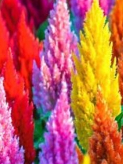 สร้อยไก่ (Plumed Celosia) คละ / 500 เม็ด (UK)