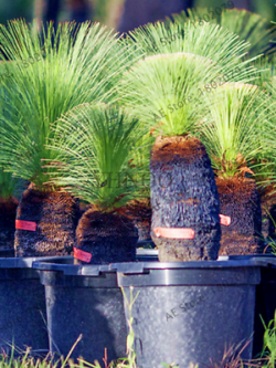 หญ้าออสเตรเลีย (Australian grass) / 100 เม็ด