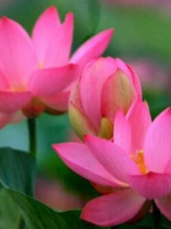 บัวหลวง ชมพู หรือปัทมา / 10 เม็ด