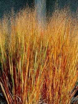 หญ้าสวิตซ์กราซ ดาโกต้า (Dacotah Switch grass) / 100 เม็ด (USA)