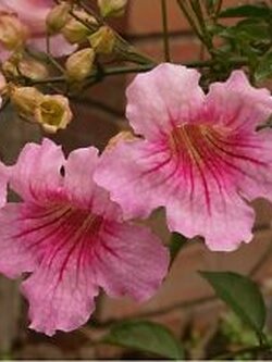ชมพูฮาวาย (Pink Trumpet Vine) / 5 เม็ด (USA)