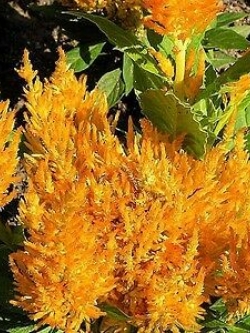 สร้อยไก่สีทอง (Corkscomb-Golden Plume) / 350 เม็ด (Australia)