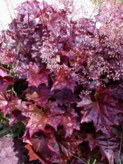 ฮิวเชร่า (Heuchera Emperor's Cloak) / 100 เม็ด (Australia)