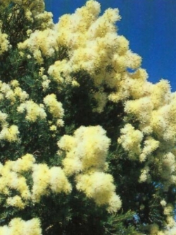 สโนว์ อิน ซัมเมอร์ (Snow-in-summer) / 200 เม็ด (Australia)