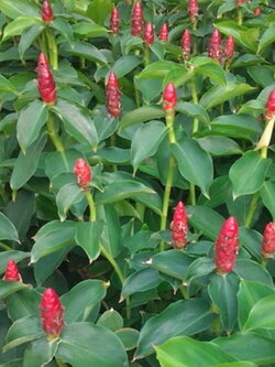 ต้นเอื้องหมายนา ดอกแดง กระถาง 8 นิ้ว (ชุด 2 ต้น)