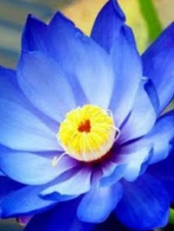 บัวหลวง สีน้ำเงิน / 4 เม็ด