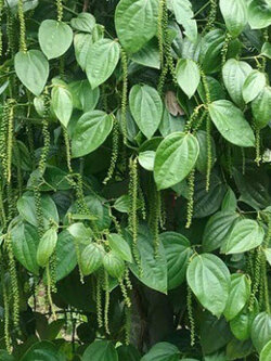 ต้นพริกไทยซีลอน (S) / ต้น