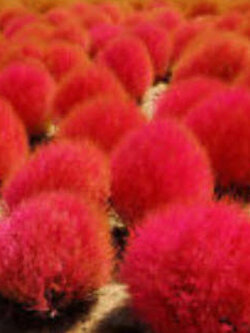 หญ้ากอเชีย แดง (Red Kochia) / 100 เม็ด (China)