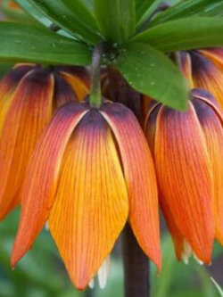 มงกุฏจักรพรรดิ์ (Crown Imperial) ดอกสีส้มจำปา / 50 เม็ด