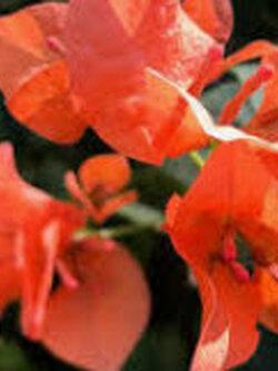 ต้นเฟื่องฟ้า สีส้ม สูง 30-40 ซ.ม. / ต้น