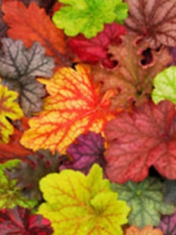 ฮิวเชร่า (Heuchera) คละสี / 50 เม็ด