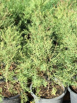 ต้นสนหอม หรือยูคาแคระ กระถาง 8 นิ้ว / ต้น