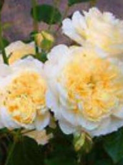 กุหลาบเลื้อย สีเหลือง กลีบนอกขาว / 100 เม็ด