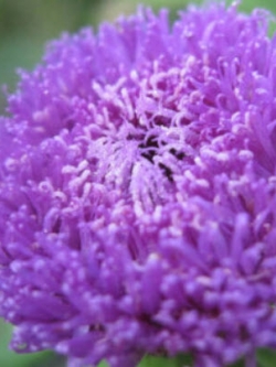 กระดุมไพลิน (Pineapple sangria) / 10 เม็ด (Australia)