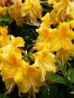 กุหลาบพันปี (Azalea) สีเหลืองเข้ม / 25 เม็ด