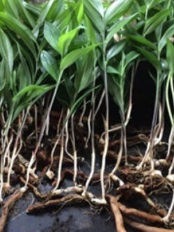 ต้นดองดึง / ต้น