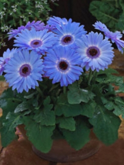 เยอบีร่า สีฟ้า (Majorette Blue Halo) / 100 เม็ด