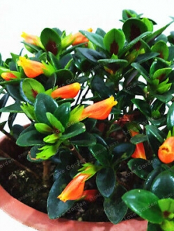 ปลาทองนำโชค (Goldfish) / 100 เม็ด