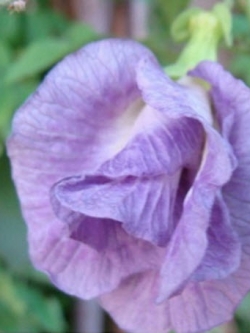 อัญชัน สีม่วงอ่อน ซ้อน / 10 เม็ด (P2S)