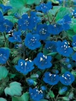 แคลิฟอร์เนีย บลูเบล (California Bluebell) / 500 เม็ด (USA)