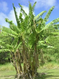 กล้วยชีสแมน (Cheesman's Banana / Musa cheesmanii) / 5 เม็ด (Portugal)