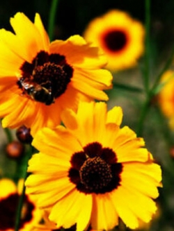 ดอกไม้ไหว (Coreopsis Drummondii) ดอกซ้อน / ซอง 50 เม็ด (A096)