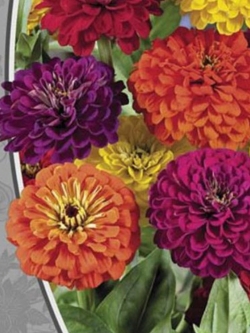 บานชื่นดอกใหญ่ (Zinnia Kaliforniyskiye Giganty) คละ / 100 เม็ด (Ukraine)
