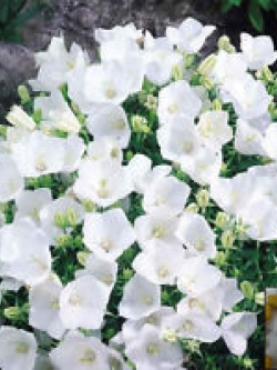 ทัสซ็อค เบลฟลาวเวอร์ (Tussock Bellflower) สีขาว / 5,400 เม็ด (UK)