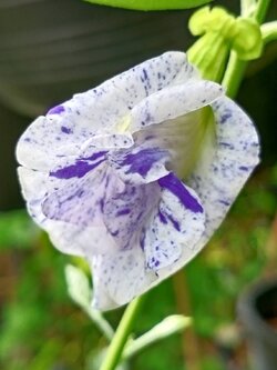 ต้นอัญชัน ดอกด่าง กระถาง 6 นิ้ว สวยมาก มีต้นพร้อมส่ง