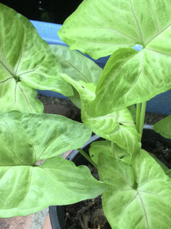 ต้นออมทอง กระถาง 4 นิ้ว (S)