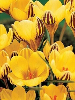 หญ้าฝรั่น (Saffron Crocus) สีเหลือง / 10 เม็ด (China)