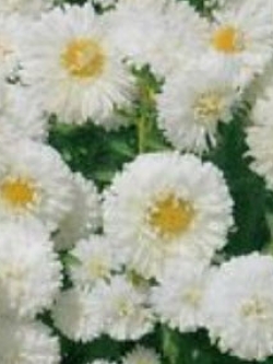 แอสเตอร์ (Aster) สีขาว / ซอง 50 เม็ด (A283)