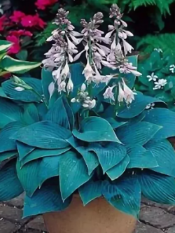 ฮอสต้า ใบเขียวอมน้ำเงินมีดอก / 200 เม็ด